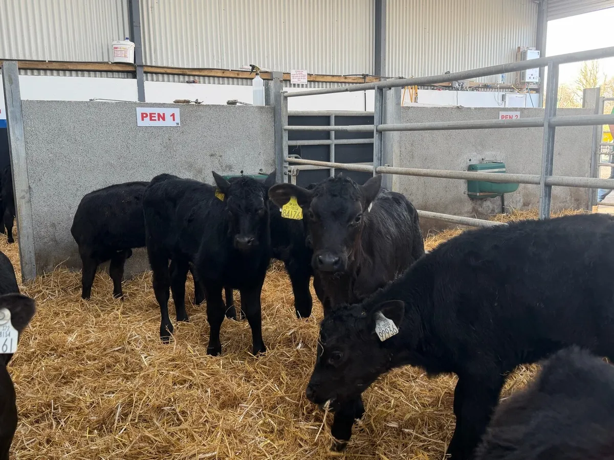🐮14 Aberdeen Angus Heifers🐮 - Image 3