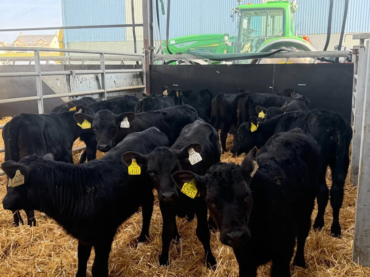 🐮14 Aberdeen Angus Heifers🐮 - Image 2