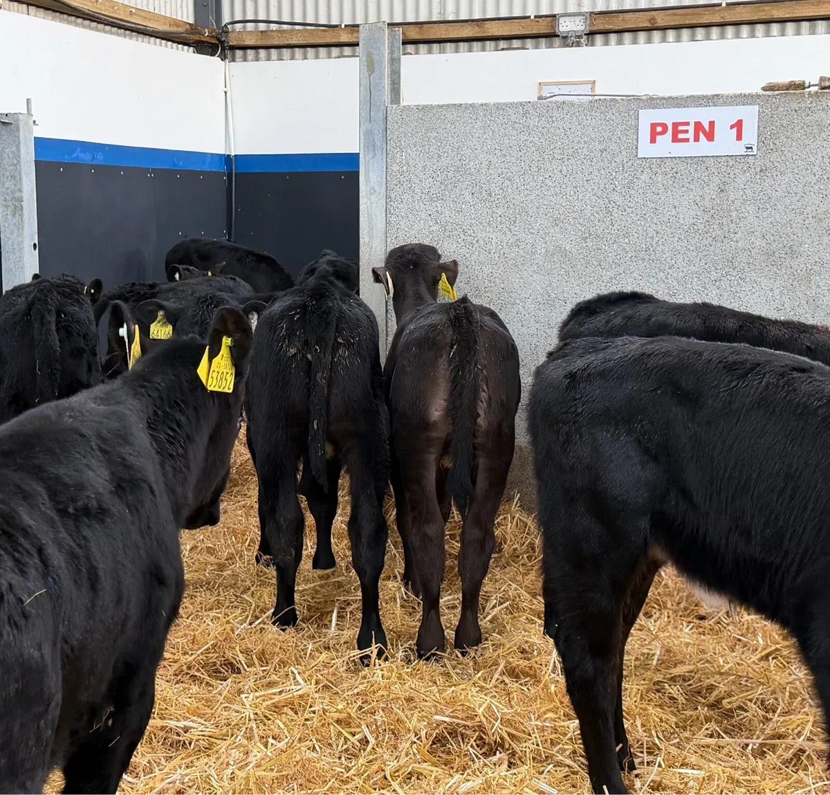 🐮14 Aberdeen Angus Heifers🐮 - Image 4