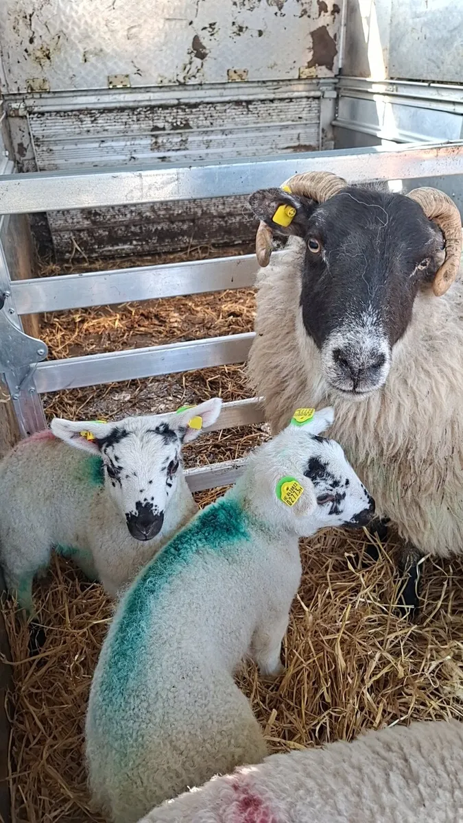 💥 Ewes & Lambs 💥