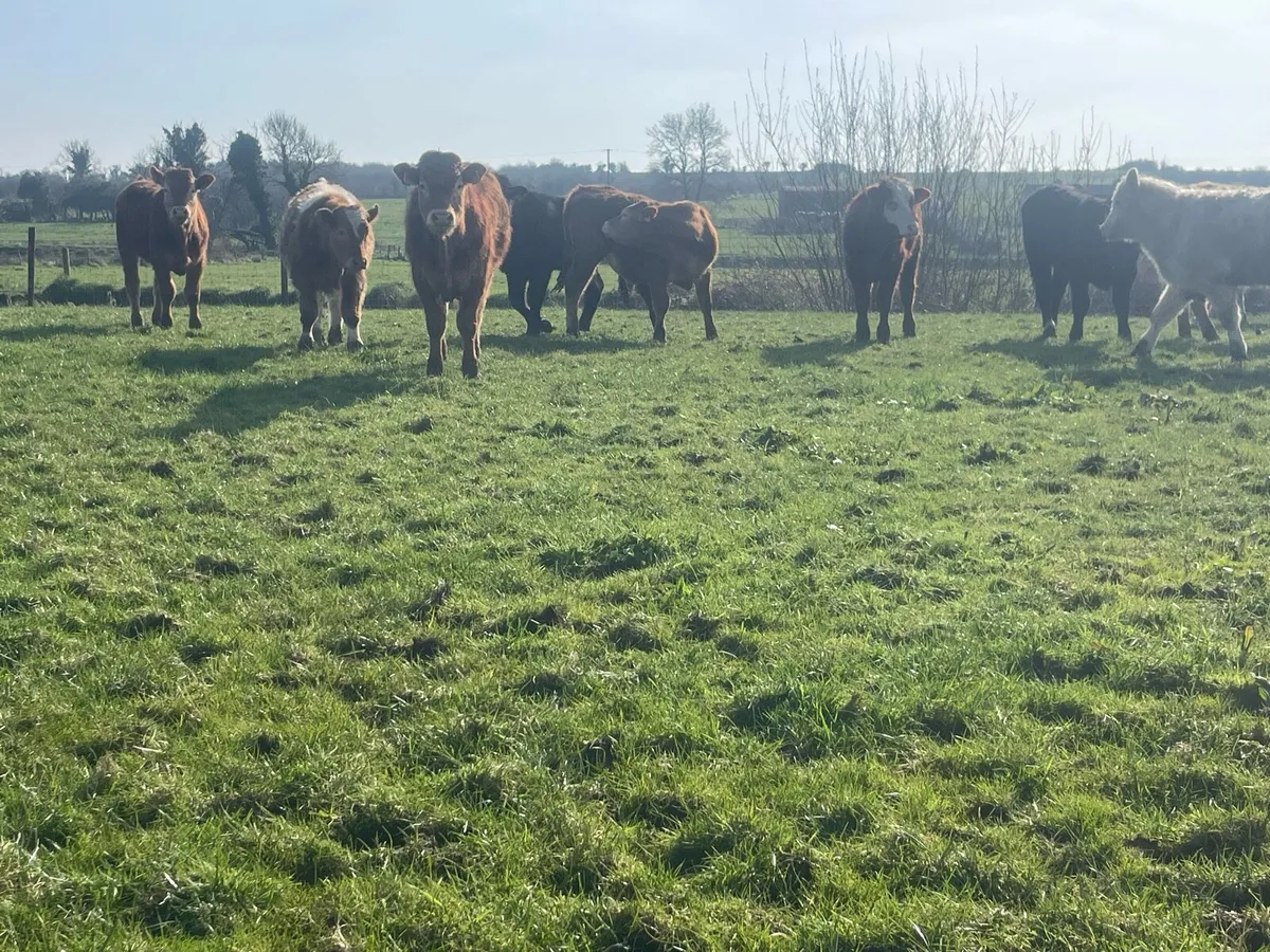 Ten Outlying Bullocks - Image 2