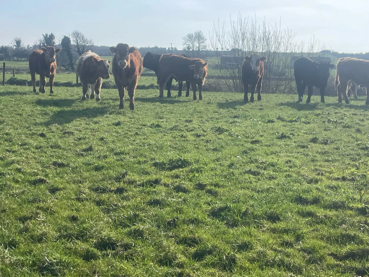 Ten Outlying Bullocks - Image 3