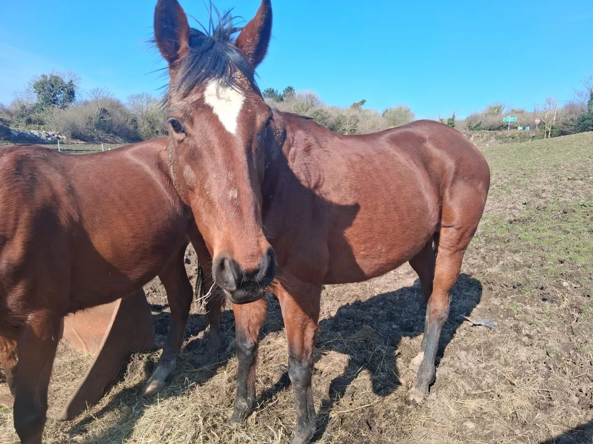 15.2 broodmare 15years old - Image 2