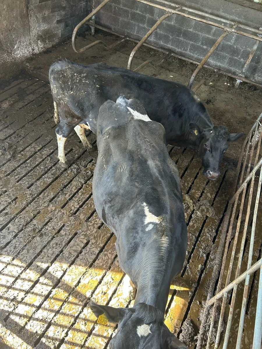 In Calf Cows - Image 1