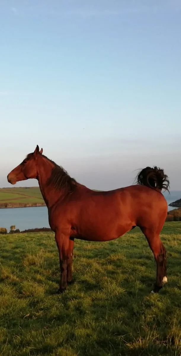 15.2 broodmare 15years old - Image 1