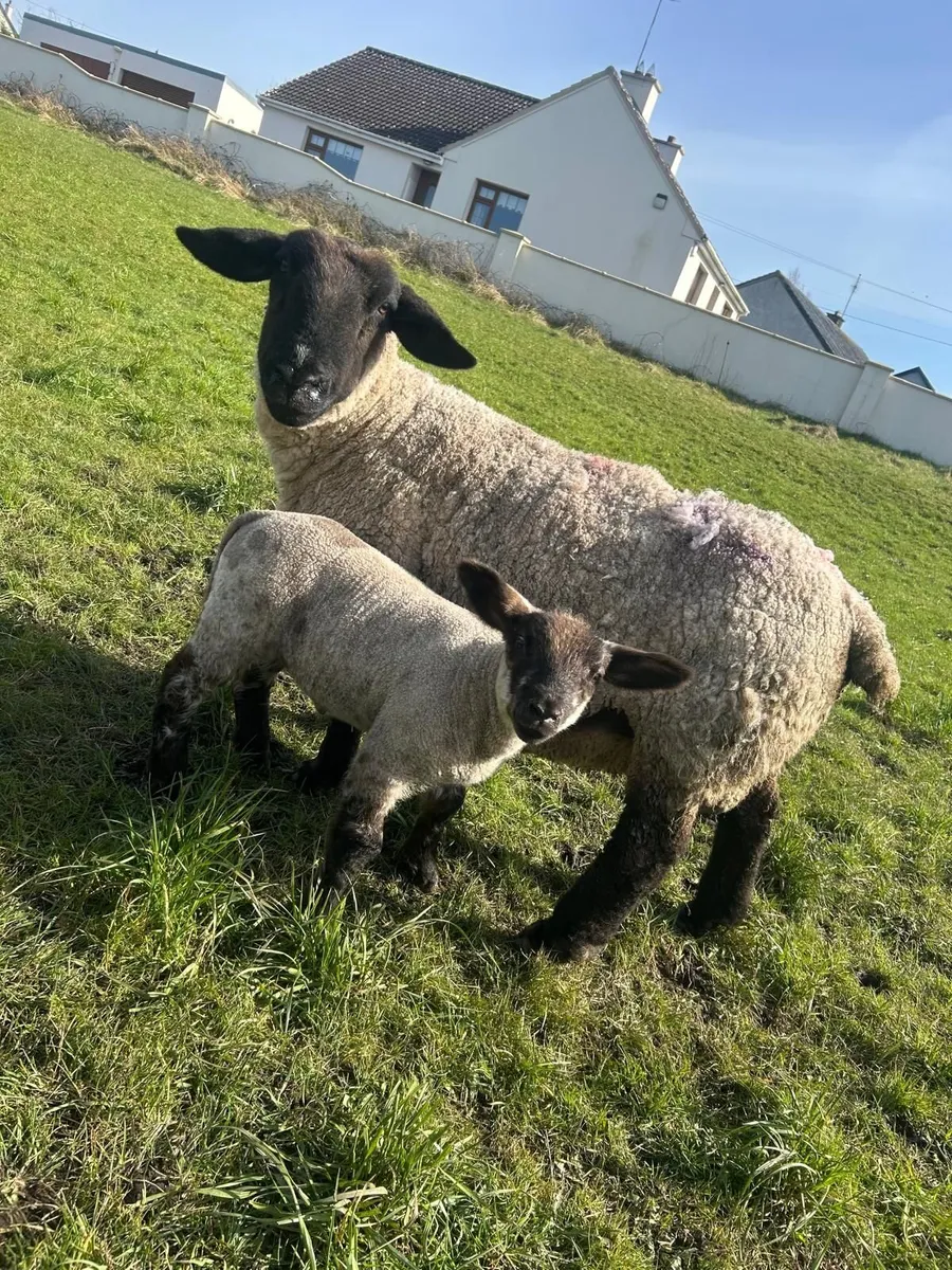 Pedigree suffolk ewe - Image 1