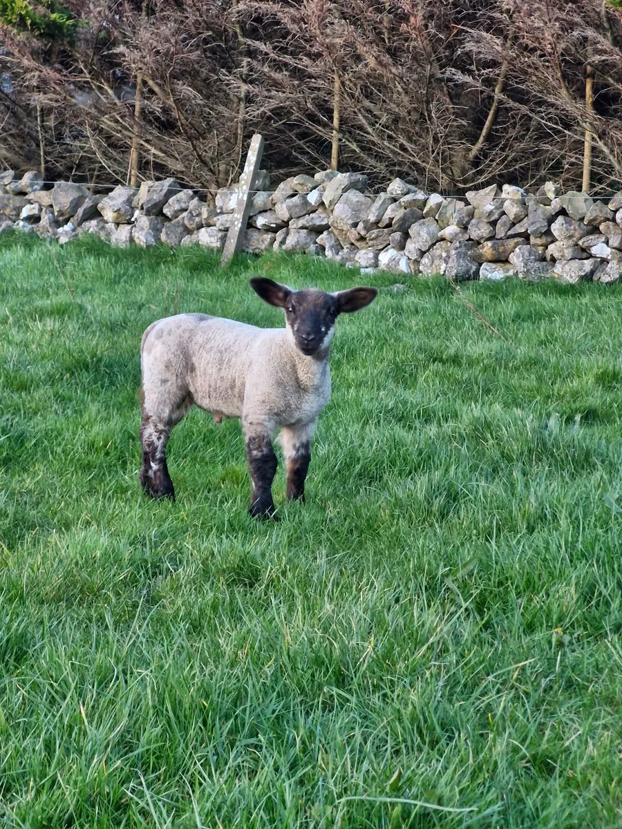 Pedigree suffolk ewe - Image 3