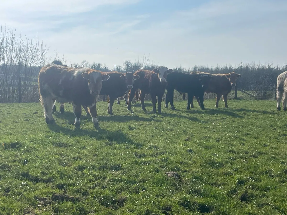 Ten Outlying Bullocks - Image 4