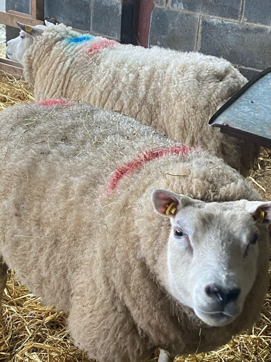 PB Beltex ewes and Lambs - Image 1