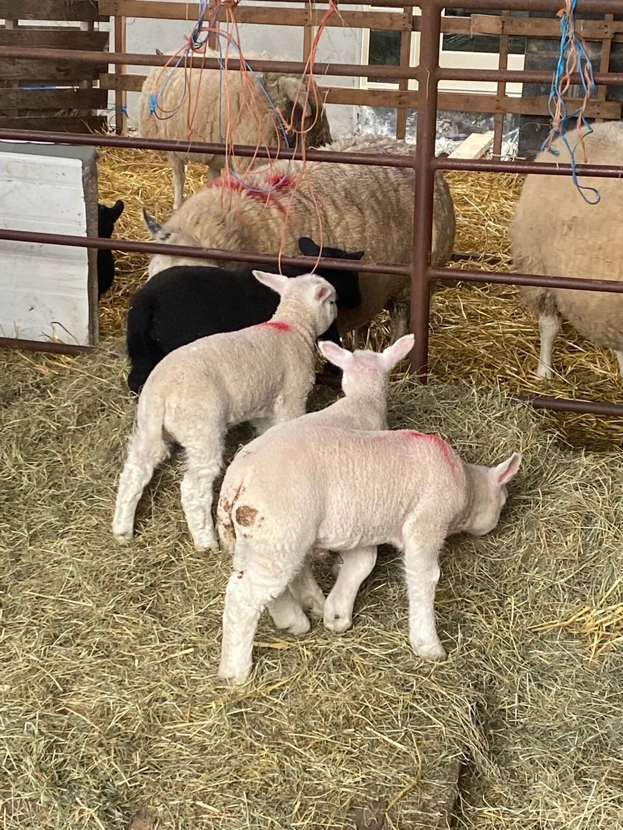PB Beltex ewes and Lambs - Image 2