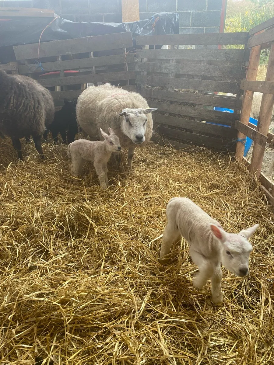 PB Beltex ewes and Lambs - Image 3