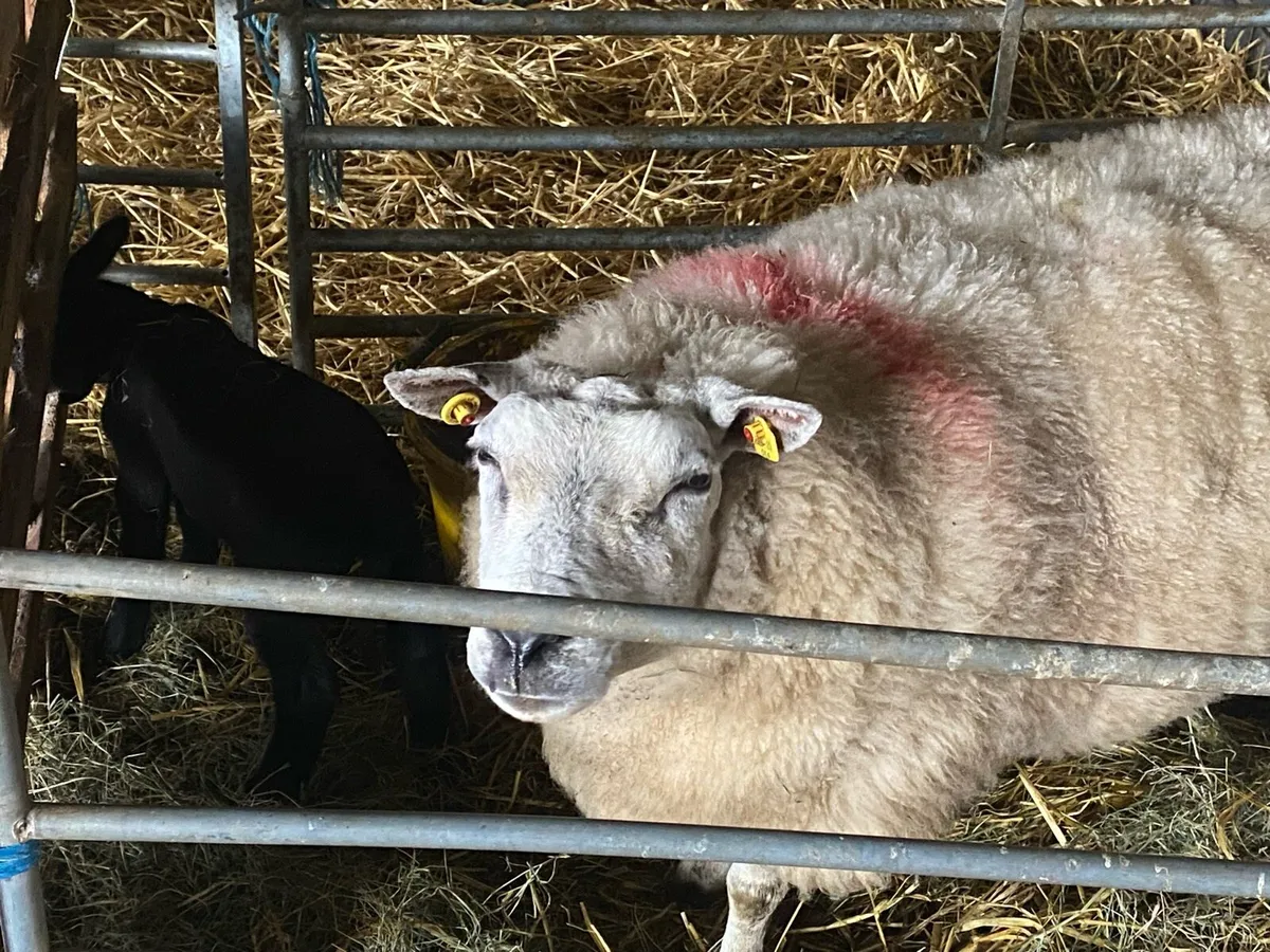 PB Beltex ewes and Lambs - Image 4