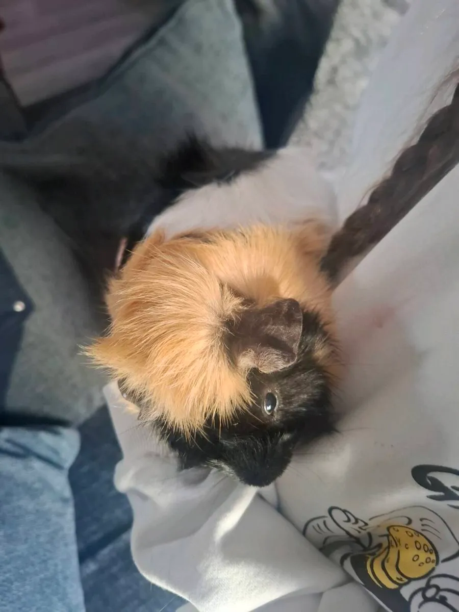 2 male Guinea Pigs, Cage & Food - Image 3