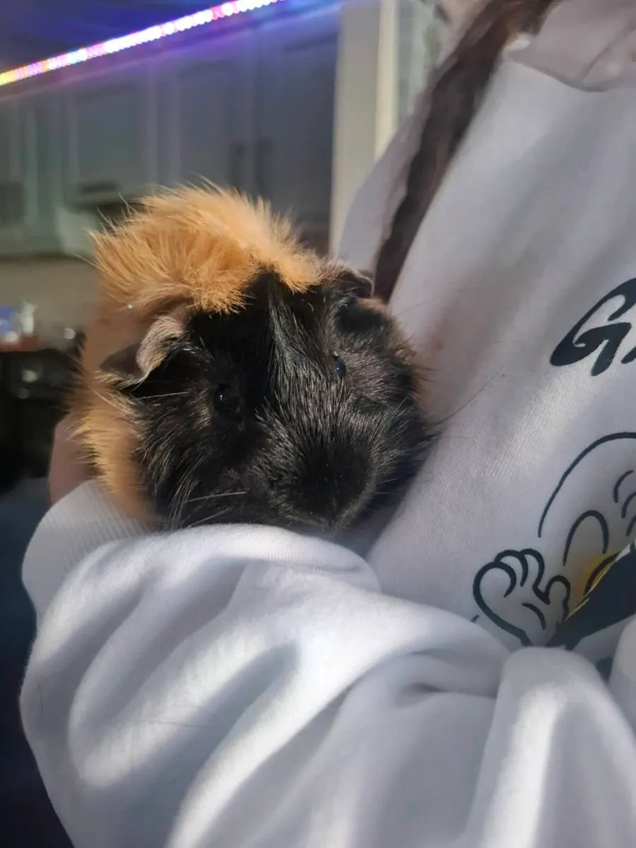 2 male Guinea Pigs, Cage & Food - Image 1
