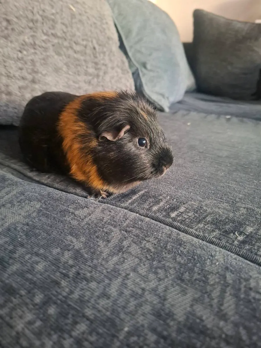 2 male Guinea Pigs, Cage & Food - Image 2