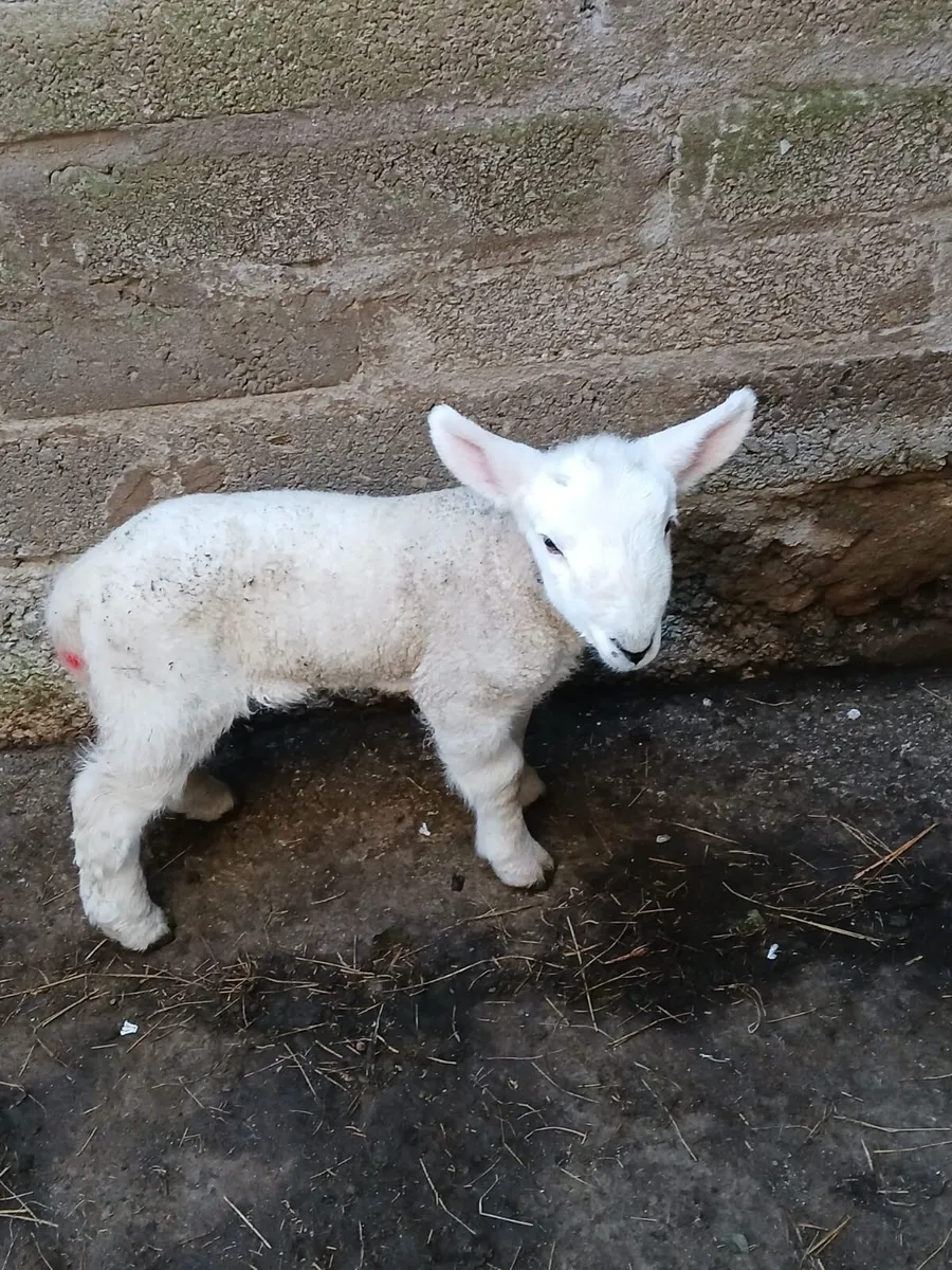 Baby Ram Lamb - Image 2