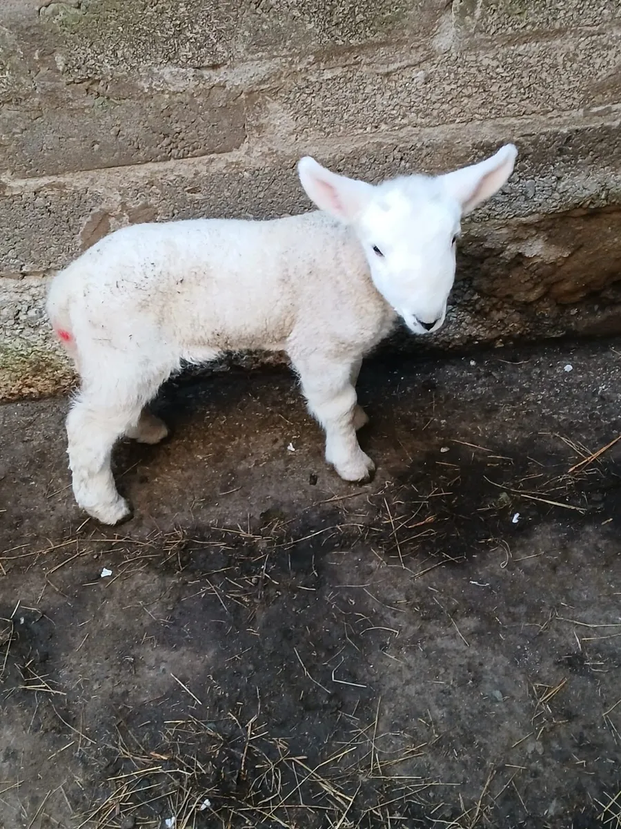 Baby Ram Lamb - Image 3
