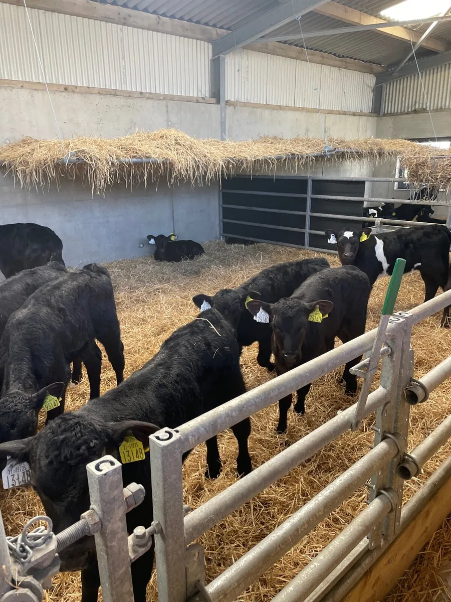 Aberdeen Angus calves for sale - Image 1