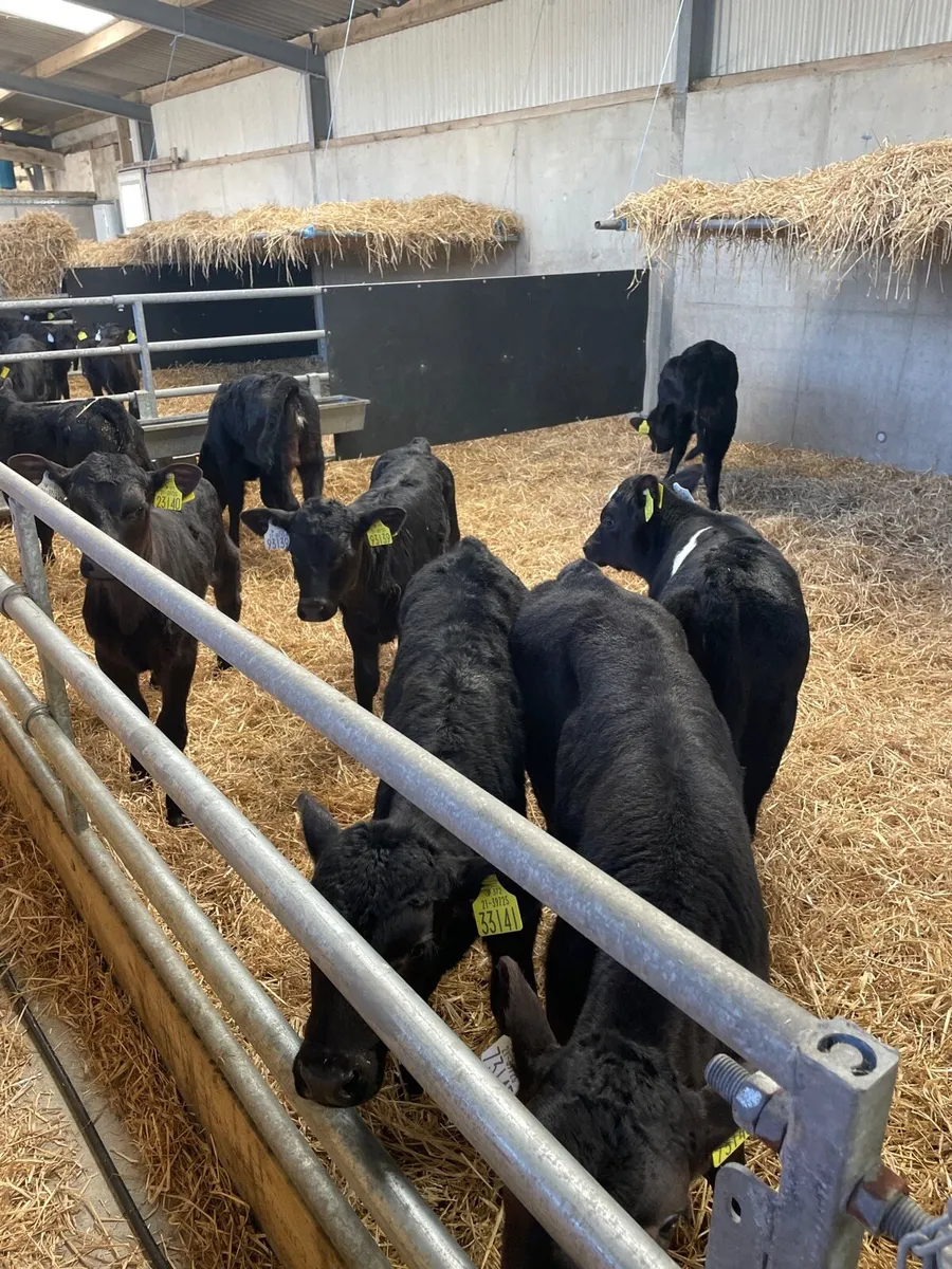 Aberdeen Angus calves for sale - Image 2