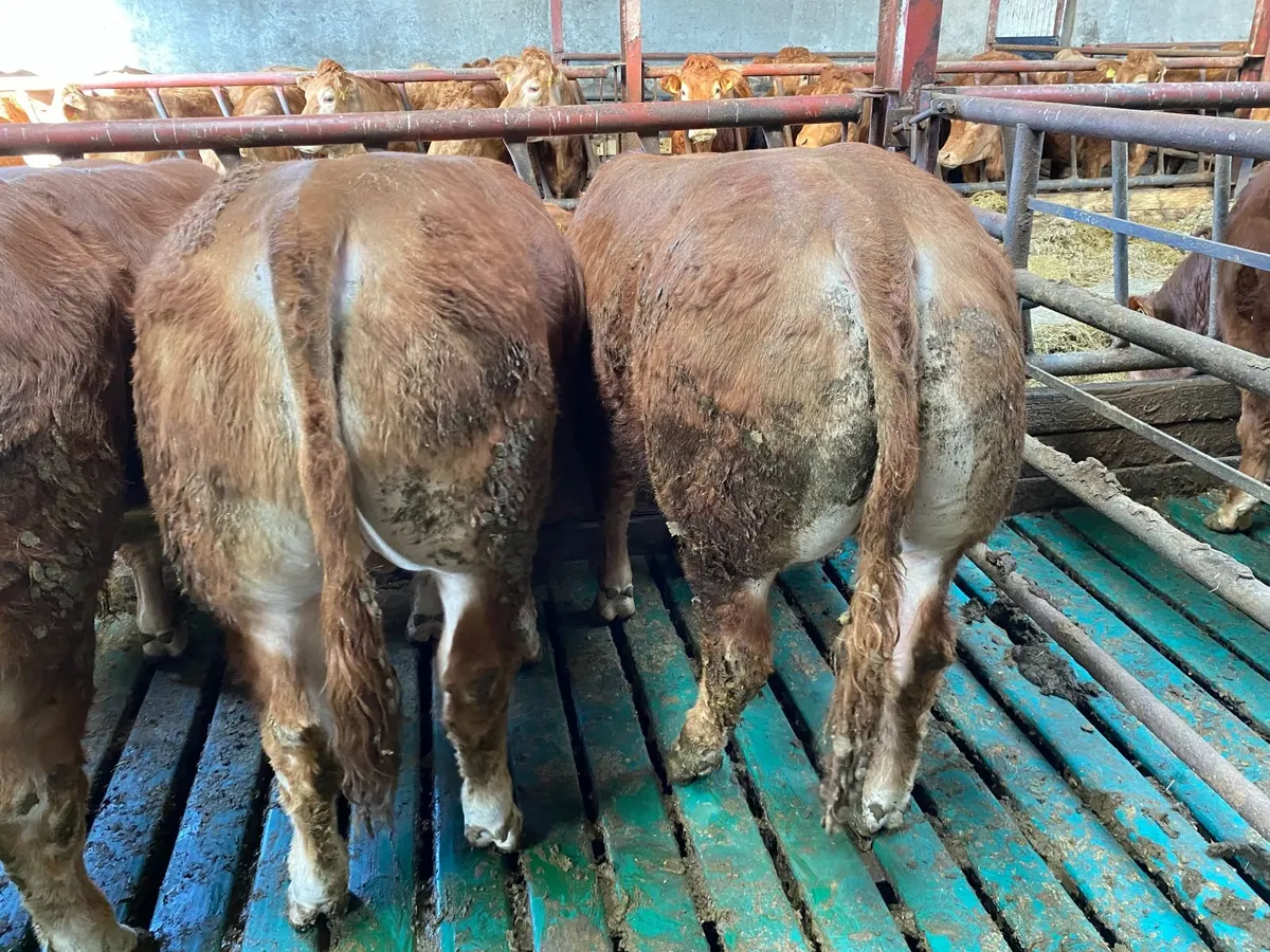 Purebred Limousin bulls - Image 3