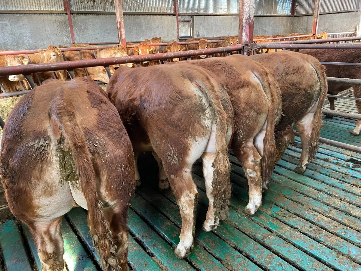 Purebred Limousin bulls - Image 4