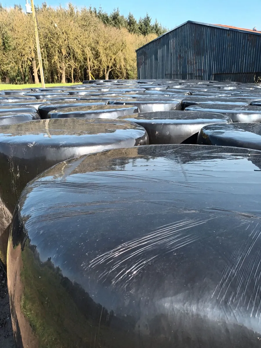 Silage Bales  300 - Image 1