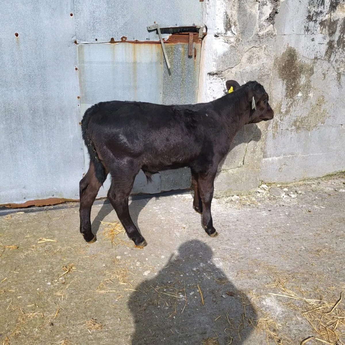 Calves for sale - Image 1