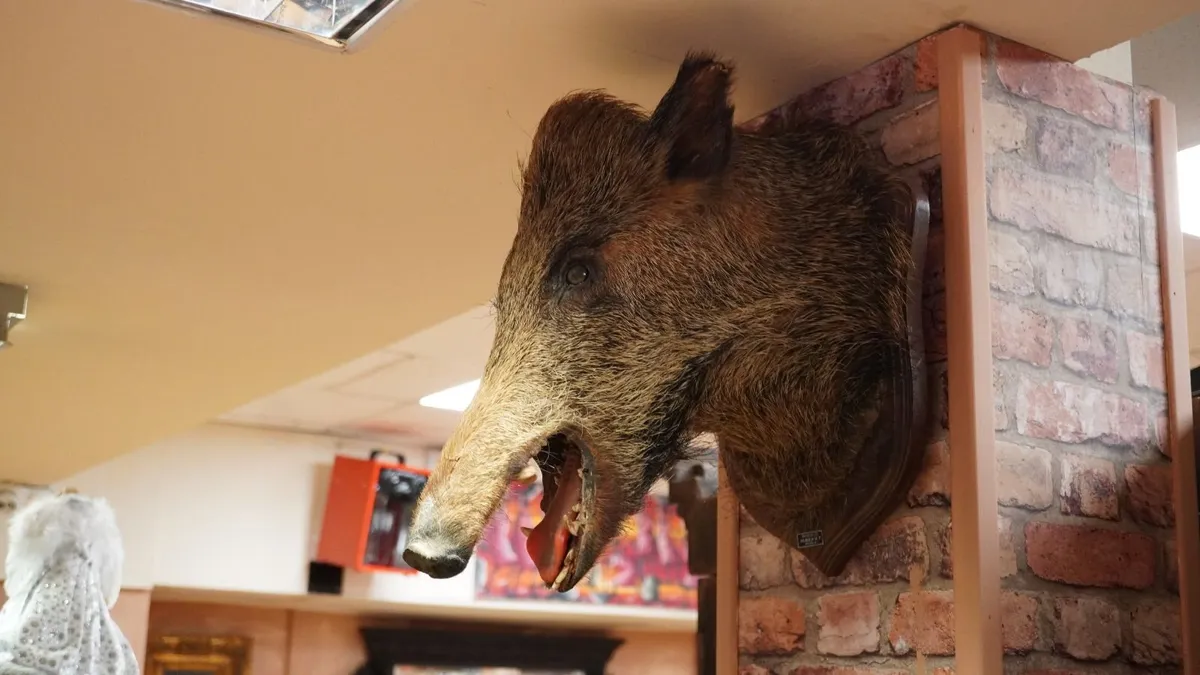 Boar Head Wall Mount - Image 1