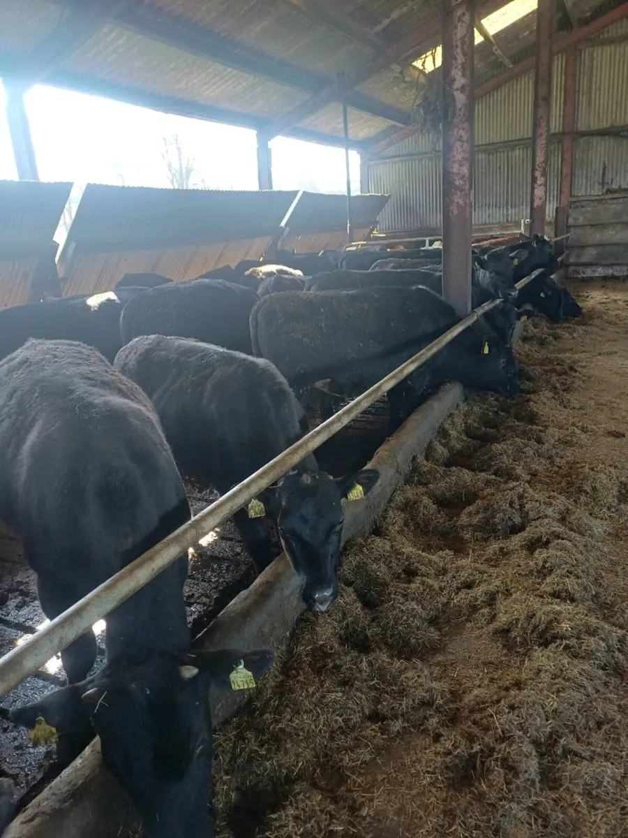 Weanlings bullocks - Image 2