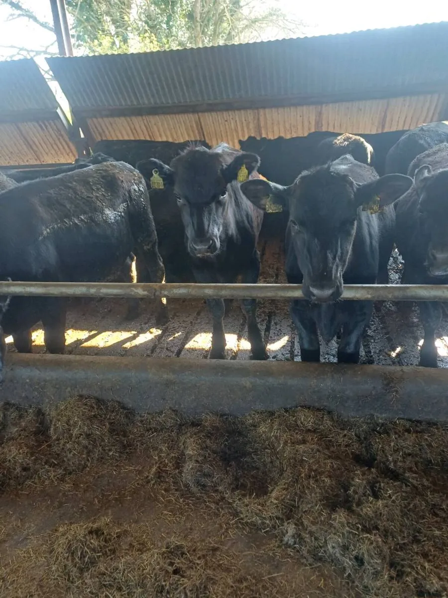 Weanlings bullocks - Image 3