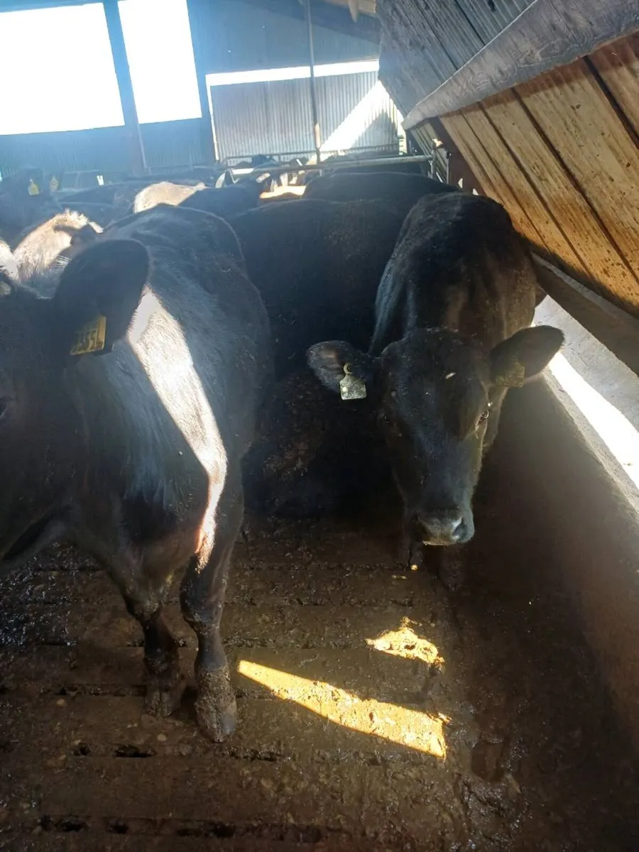 Weanlings bullocks - Image 4