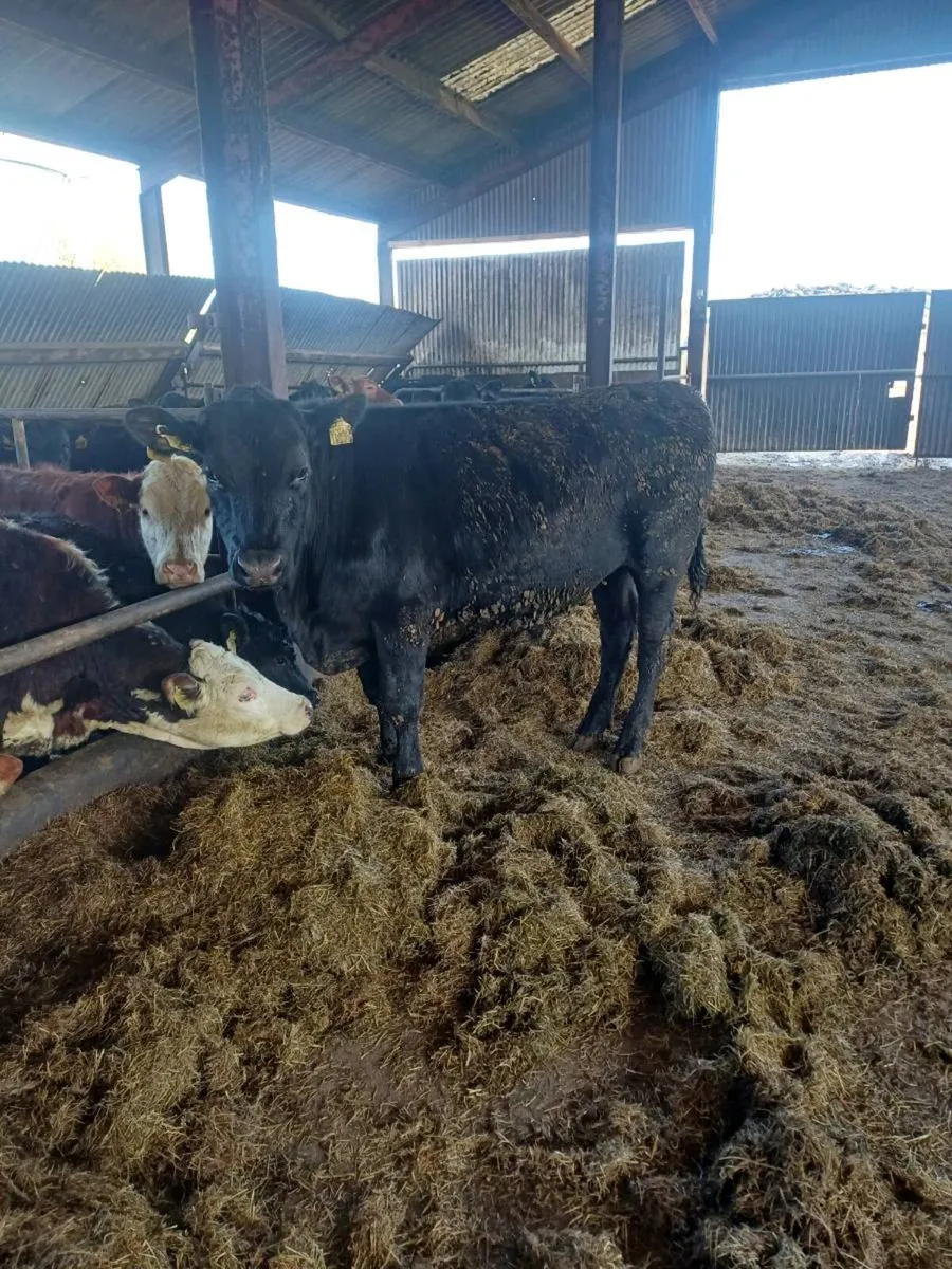 Weanlings bullocks - Image 1
