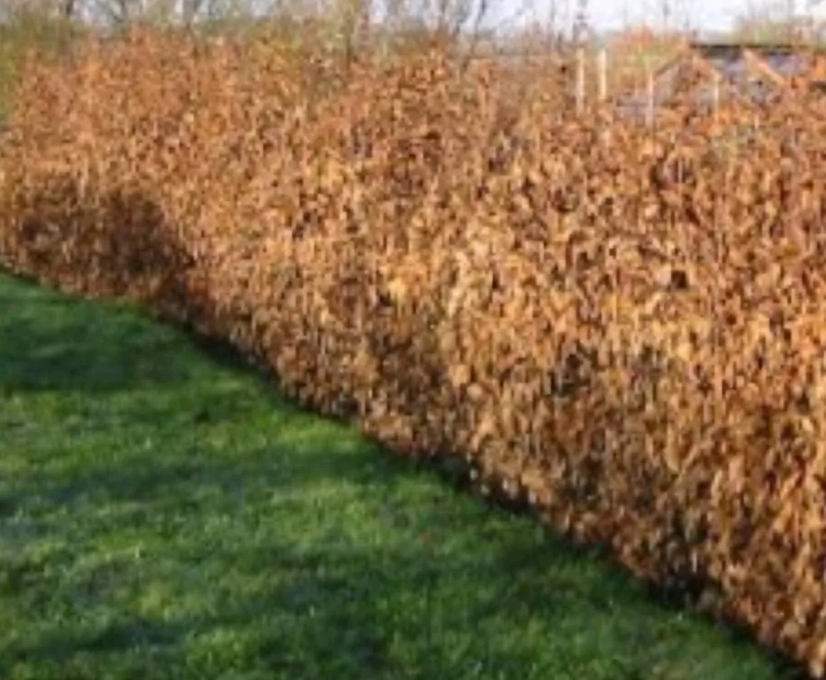 Bareroot laurels and beech sale sale sale - Image 2