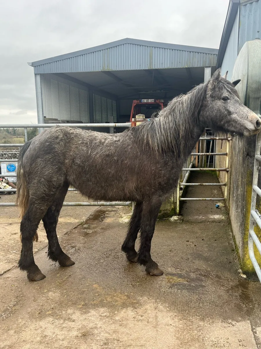 3 year old 14.2 filly - Image 3