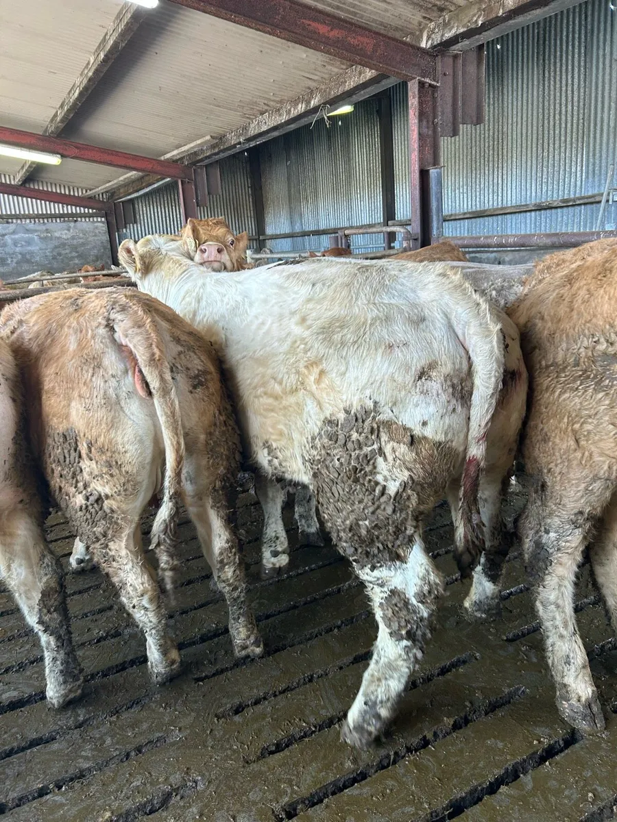 10 u grade heifers - Image 3