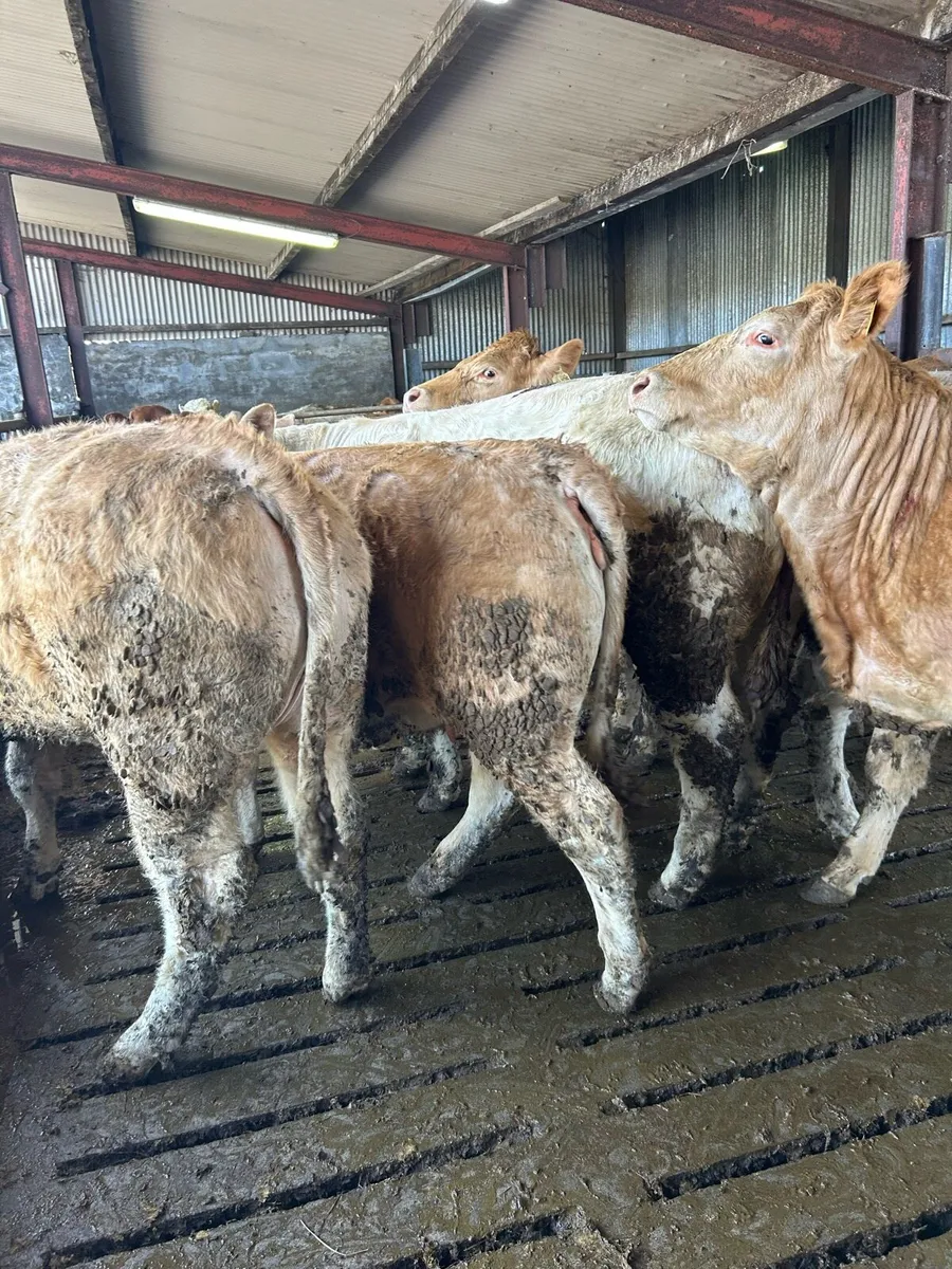 10 u grade heifers - Image 4