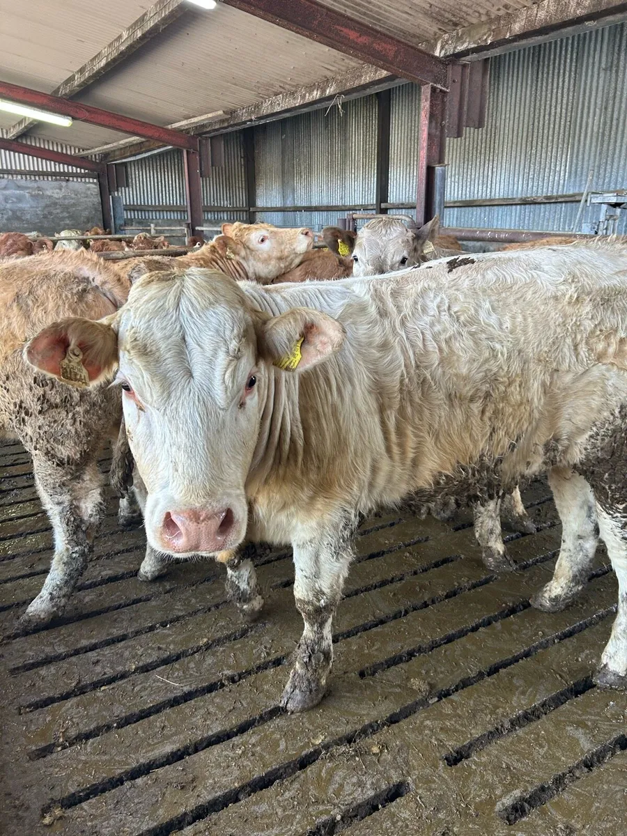 10 u grade heifers - Image 1