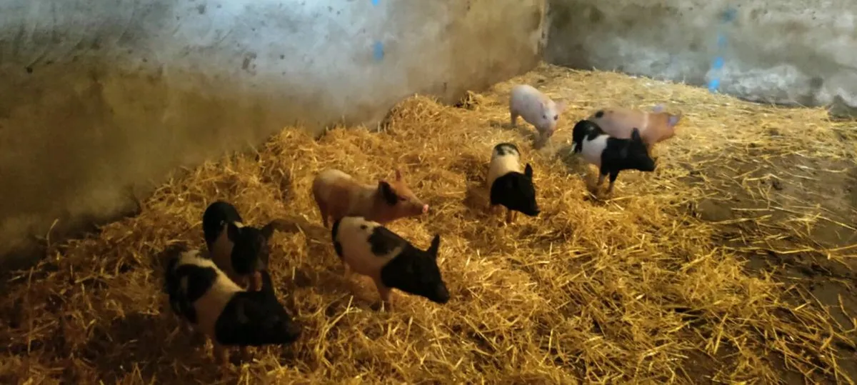 Weaners - Image 2