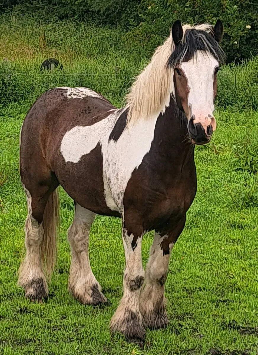 Riding Cob - Image 2