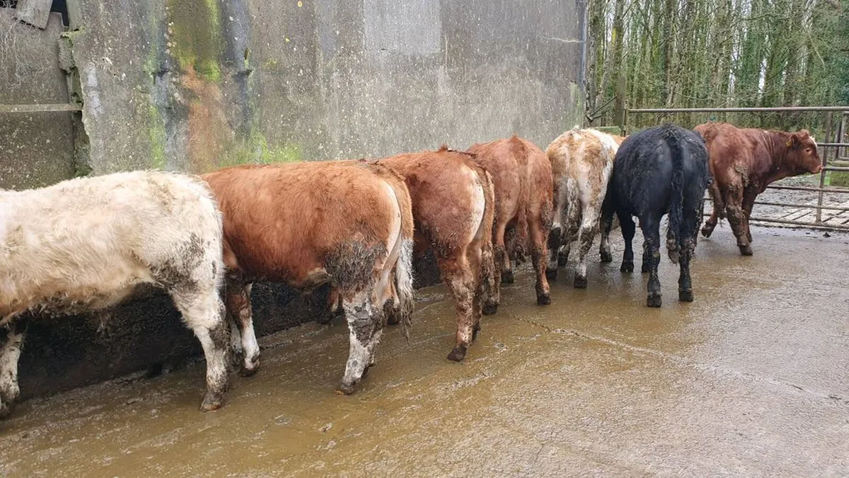 Weanling bullocks - Image 1