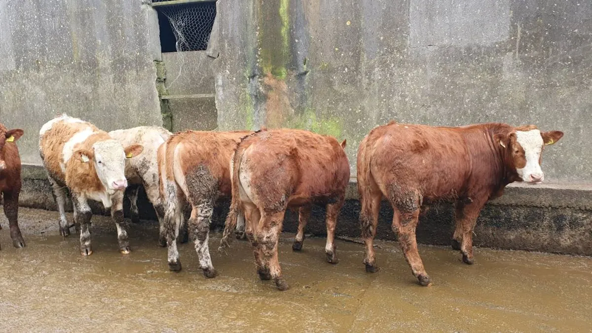 Weanling bullocks - Image 2