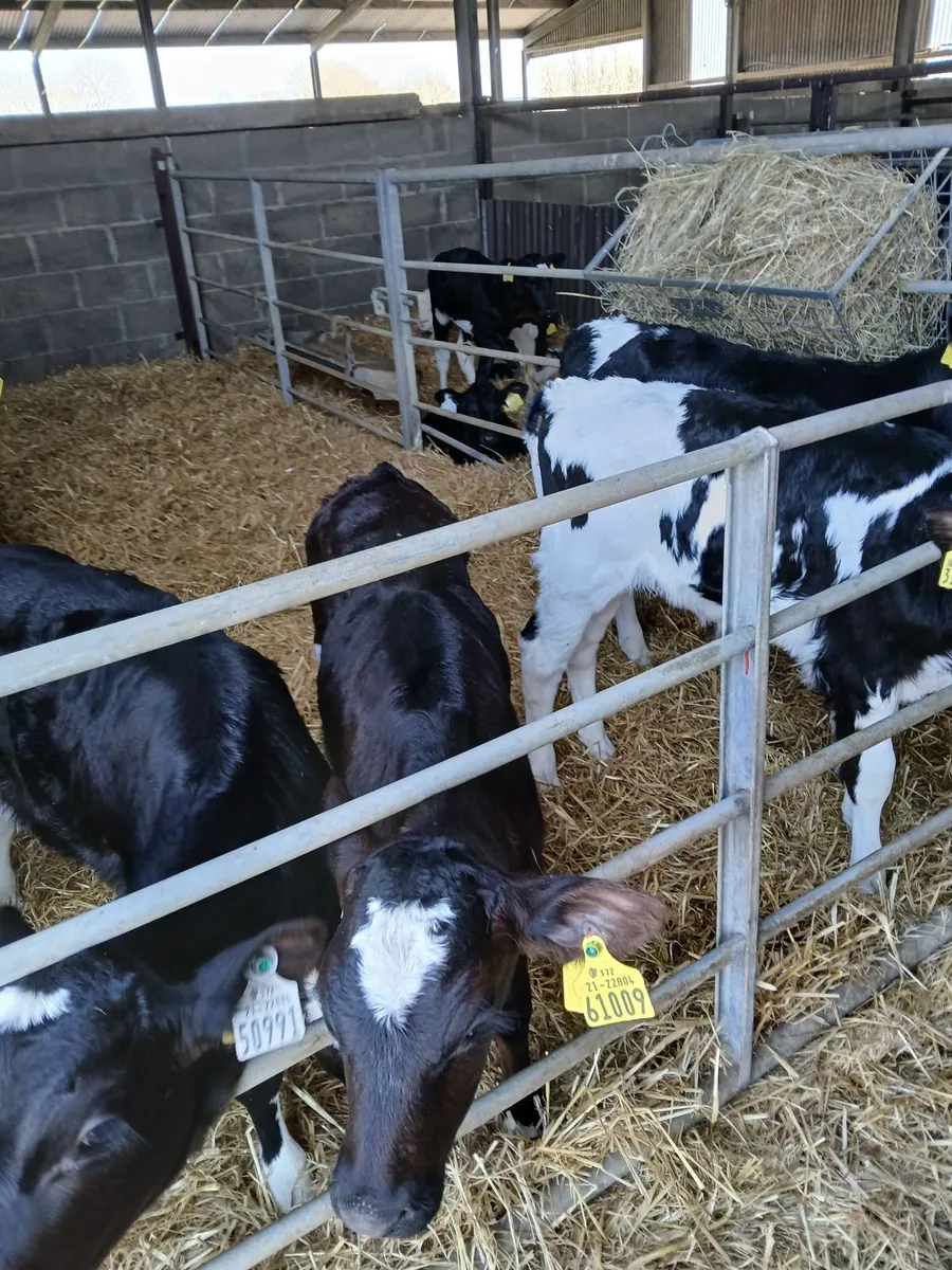 Calves - Image 2
