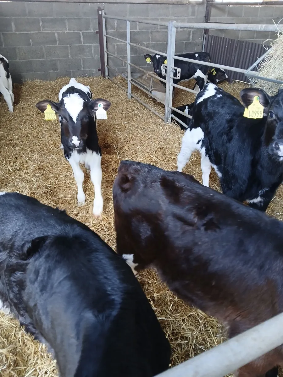Calves - Image 1