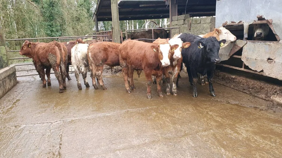 Weanling bullocks - Image 4