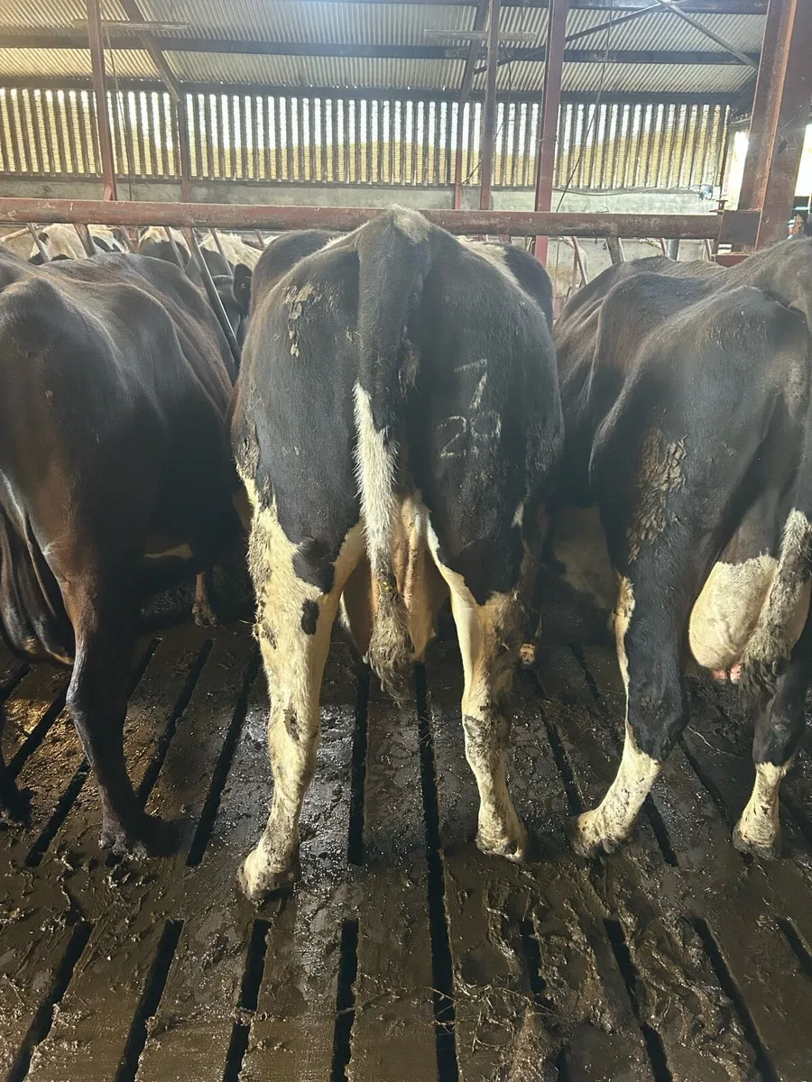 In Calf Cows - Image 2