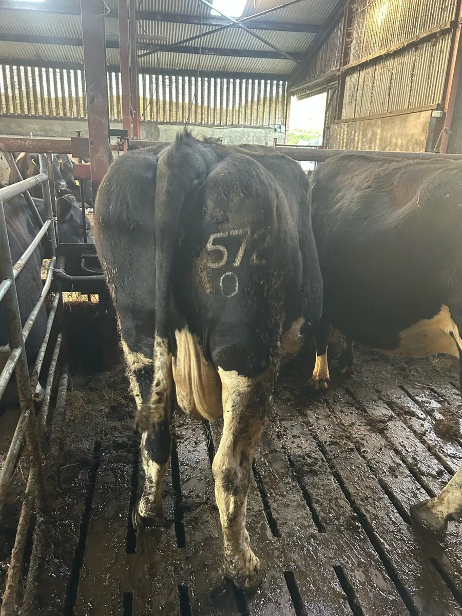 In Calf Cows - Image 3