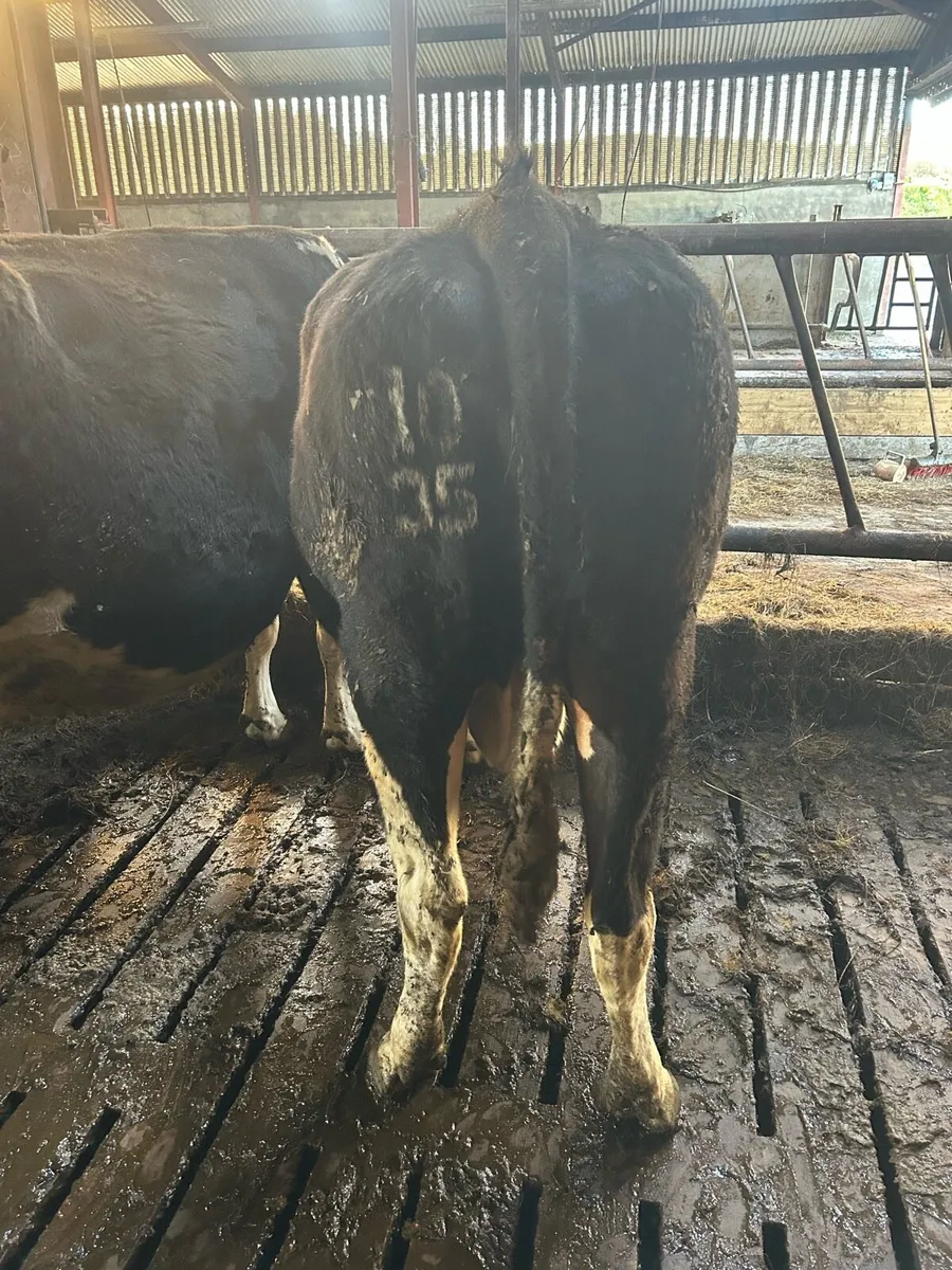 In Calf Cows - Image 4