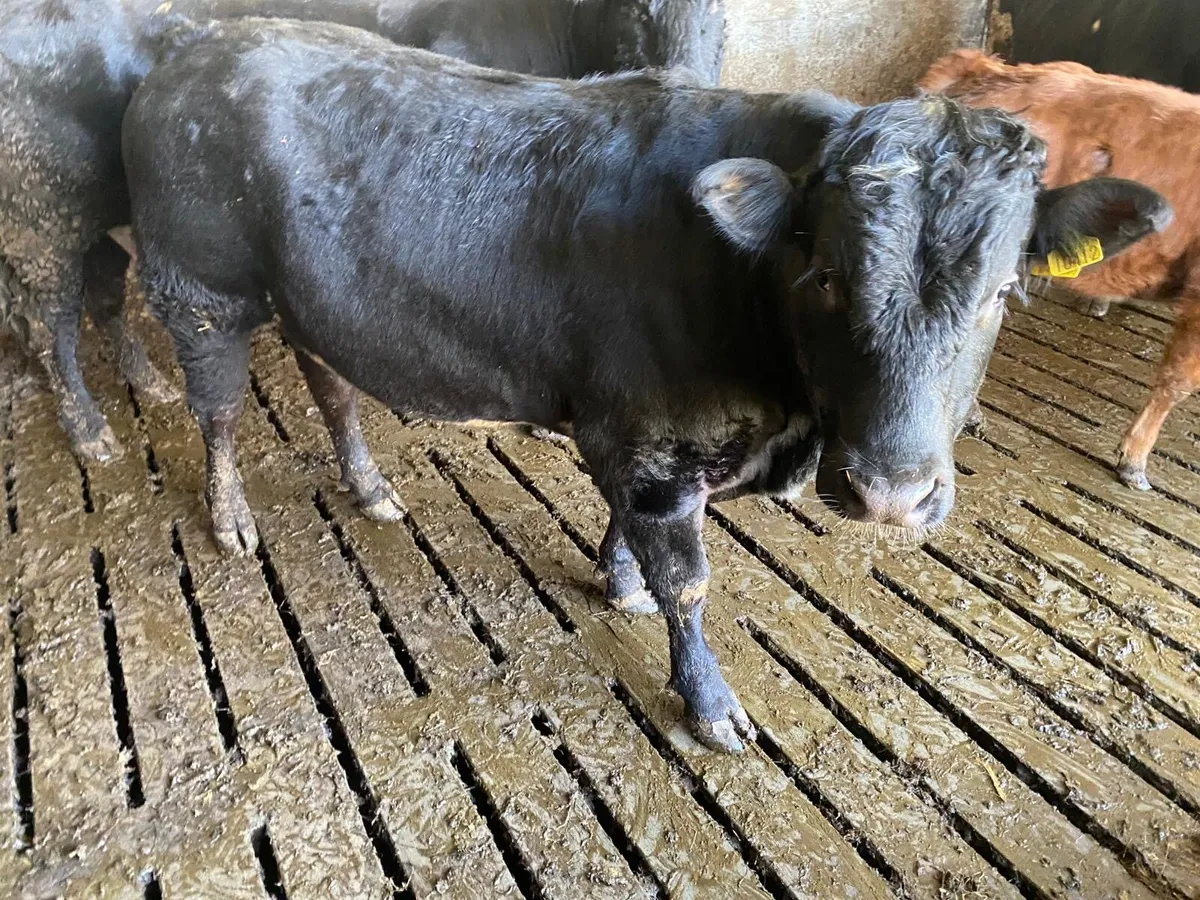 Limousin vasectomised Bull - Image 3