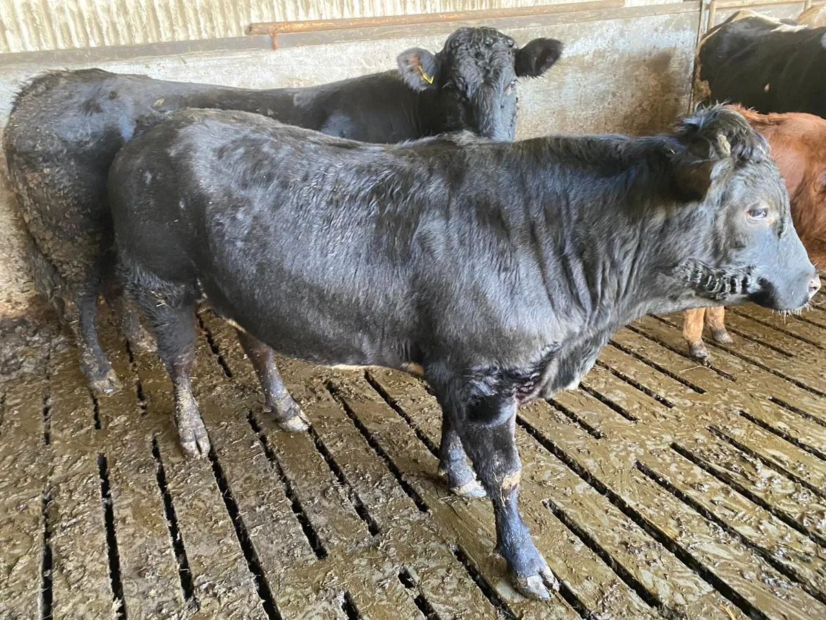 Limousin vasectomised Bull - Image 1