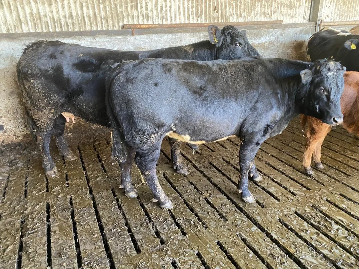 Limousin vasectomised Bull - Image 2